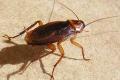 It lived in a woman’s nose for 12 hours - Sakshi Post