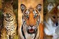 Tigers, leopards, and dholes are living side by side in the Indian wild with surprisingly little conflict. - Sakshi Post
