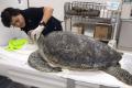 A veterinarian examining the turtle nicknamed “Bank” in Bangkok prior to the operation on Monday to remove 915 coins swallowed by it. - Sakshi Post