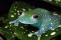 The newly discoverd frog sports a muted palette of greens, yellows and reds under normal light, but gives off a bright blue and green glow in the dark. - Sakshi Post