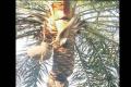 A snake sips toddy from an earthen pot hung on a tree in Bellampally mandal - Sakshi Post