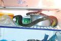 A king cobra rests in a refrigerator in Raju’s home in Sircilla - Sakshi Post