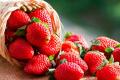 The new study presents promising results on the potential positive effects of the fruit to prevent or treat breast cancer - Sakshi Post