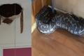 The snake broke the  gym building from a ceiling - Sakshi Post