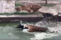 Despite the donkey’s resistance, it was forcibly pushed in and was attacked by two tigers - Sakshi Post