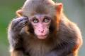 To save the monkey, Ramesh made a sudden swerve, lost balance and fell down To save the monkey, Ramesh made a sudden swerve, lost balance and fell down - Sakshi Post