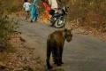 Residents of Dwaraka Tirumala in East Godavari district are in state of fear after some locals spotted fresh pug marks of a tiger in the locality on Tuesday. (Representational image)  Residents of Dwaraka Tirumala in East Godavari district are in state of fear after some locals spotted fresh pug marks of a tiger in the locality on Tuesday. (Representational image)  - Sakshi Post