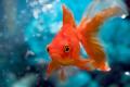 scientists has uncovered how goldfish survive the harsh winters beneath frozen lakes by producing alcohol - Sakshi Post