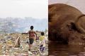 A buffalo was killed when a country-made bomb exploded at a garbage dumping yard in Miyapur on the city outskirts on Monday. - Sakshi Post