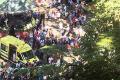 Several hundred people were waiting for the ceremony to begin in the main square of the village of Monte when the centuries-old tree toppled onto them - Sakshi Post