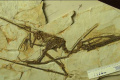 Despite being an important tool for understanding ancient species, fossilised hair is five times rarer than feathers, new research has found. (Representational image)&amp;amp;nbsp; - Sakshi Post