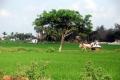 Capital area lands  Capital area lands  - Sakshi Post
