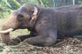 The mahout was trampled to death by an elephant in Tripura’s Sipahijala wildlife sanctuary and zoo - Sakshi Post