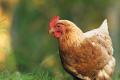 A 14-year-old boy has been arrested on charges of sexually assaulting a hen in Pakistan’s Punjab province of Pakistan. - Sakshi Post