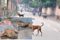 Now, a latest report in a leading English daily reveals that the civic authorities are picking up stray dogs to avoid menace. - Sakshi Post