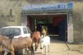 The donkeys had been sent behind the bars after they chewed up costly plants brought by the prison authorities for plantation inside the jail premises. - Sakshi Post