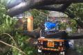 An uprooted tree falls on a three-wheeler - Sakshi Post