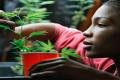 California is the sixth US state to allow sales of recreational marijuana, and as the nation’s most populous state - Sakshi Post