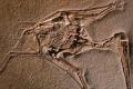 The researchers from University of the Witwatersrand in South Africa hope that this will facilitate research on the dinosaur called Massospondylus, as well as others. - Sakshi Post