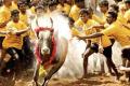 Hundreds of youths participated in the traditional Jallikattu in Madurai’s Avaneeyapuram on Sunday - Sakshi Post