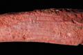 Archaeologists have discovered crayon -- possibly used by our ancestors 10,000 years ago for applying colour to their animal skins or for artwork. Archaeologists have discovered crayon -- possibly used by our ancestors 10,000 years ago for applying colour to their animal skins or for artwork. - Sakshi Post