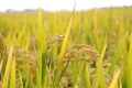 Representational Image&amp;amp;nbsp; - Sakshi Post