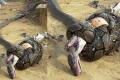 King Cobra and Python Kill Each Other In Fierce Battle - Sakshi Post