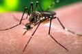 2 cases of malaria and 3 cases of chikungunya have been reported in February. (File) - Sakshi Post