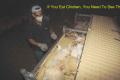 This animal cruelty in hidden camera footage will tear you apart - Sakshi Post