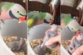 Viral Video: Parrot Says I Love You To Her Babies - Sakshi Post