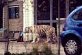 false reports of a tiger in the streets of New York has caused a social media frenzy - Sakshi Post
