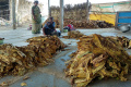 Across Andhra Pradesh, tobacco cultivation has shrunk from 3.3 lakh acres in 2015-16 to 2.24 lakh acres in 2016-17. - Sakshi Post
