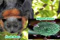 Fruit Bats and Nipah Virus - Sakshi Post