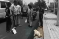 Dog Crushed To Death In Agra Dog Crushed To Death In Agra - Sakshi Post