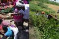 Fifteen agriculture workers were killed and 15 others injured when a tractor plunged into a canal in Telangana’s Yadadri district on Sunday, police said. Fifteen agriculture workers were killed and 15 others injured when a tractor plunged into a canal in Telangana’s Yadadri district on Sunday, police said. - Sakshi Post