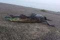 Frog Lured An Alligator Frog Lured An Alligator - Sakshi Post