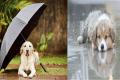 Easy Way Of Caring Pets In Monsoon&amp;amp;nbsp; - Sakshi Post
