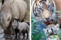 World Wildlife Fund (WWF) called  to urgently reinstate the ban - Sakshi Post