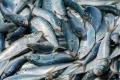 Even as the controversy surrounding the use of formalin in fish sold in Goa continues to rage in the coastal state, a senior official of the Goa Cancer Society - Sakshi Post