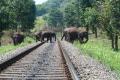 Elephants On Railway Tracks Elephants On Railway Tracks - Sakshi Post