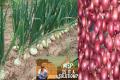 Onion Farmers Bleeding Over Lack Of Minimum Support Price Onion Farmers Bleeding Over Lack Of Minimum Support Price - Sakshi Post