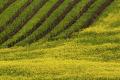 Mustard Farming Can Double Incomes - Sakshi Post