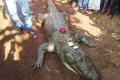 Gangaram , 130 year old crocodile&amp;amp;nbsp; from Bawa Mohtara village in Bemetara district, dies - Sakshi Post