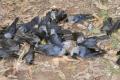 Carcasses Of Crows Found In Two Places In Patna Carcasses Of Crows Found In Two Places In Patna - Sakshi Post