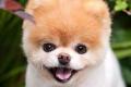 Boo, the world’s cutest dog. - Sakshi Post