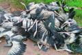 Over 20 Migratory Birds Found Dead In Fishing Nets - Sakshi Post