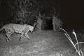 Leopard On ICRISAT Campus Gives Sleepless Nights To Forest Officials Leopard On ICRISAT Campus Gives Sleepless Nights To Forest Officials - Sakshi Post