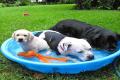 Pet Care In Summers - Sakshi Post