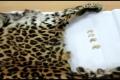 The Leopard Skin | Pic Courtesy: ANI - Sakshi Post
