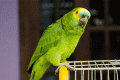 The arrested parrot - Sakshi Post